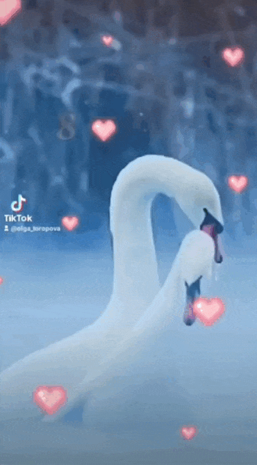Новая нереально красивая гиф открытка из Tik Tok видео с парой белых лебедей и сердечками к Всероссийскому дню семьи, любви и верности.