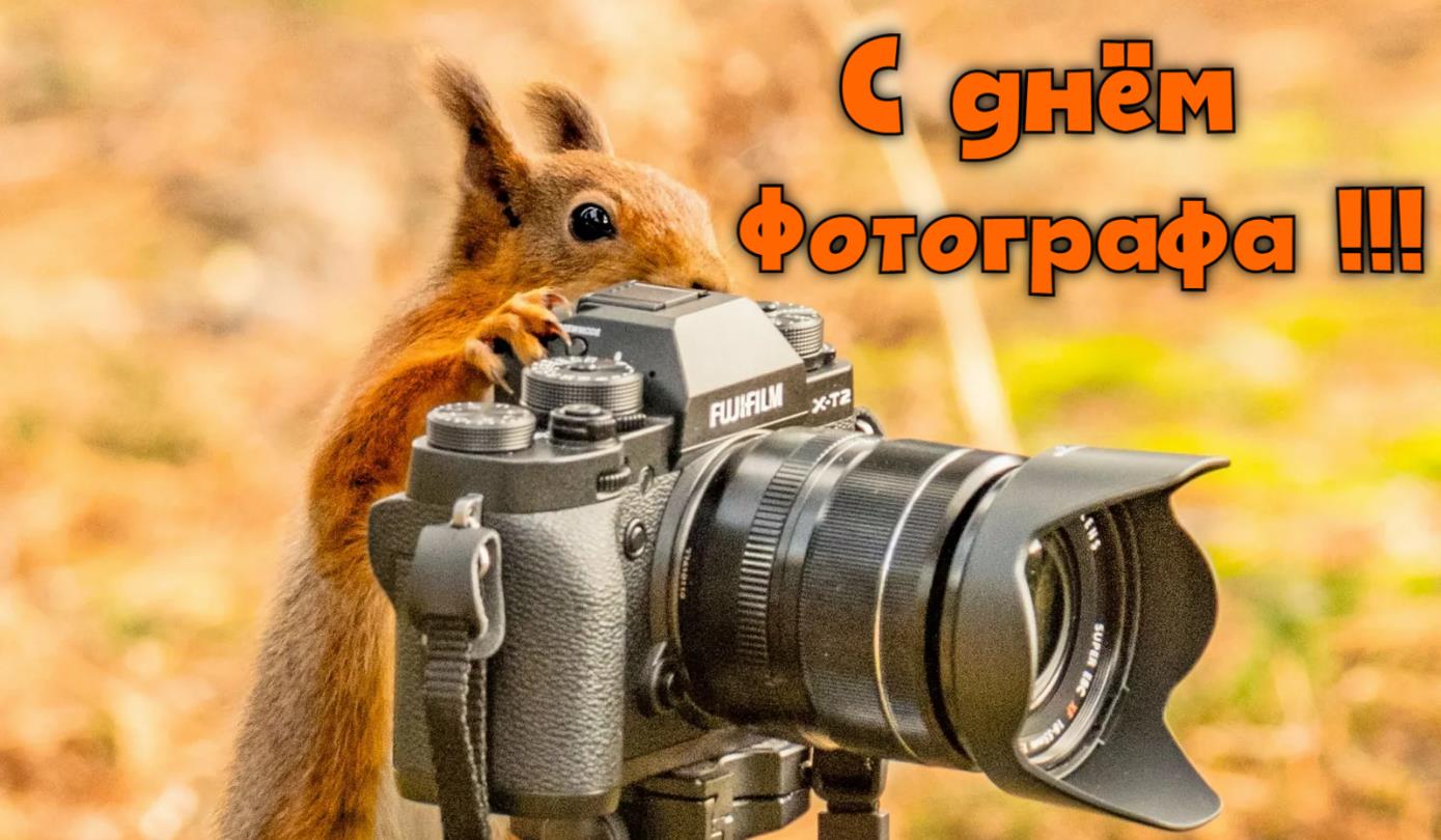 Новые красивые картинки с днём фотографа с белочкой. Новые красивые картинки с днём фотографа с белочкой.