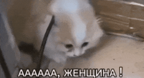 Вирусный гиф мем с котёнком, который кричит "Аааа, Женщина!". Вирусный гиф мем с котёнком, который кричит "Аааа, Женщина!".
