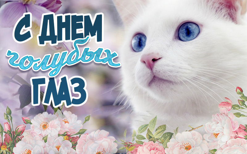 Смешная открытка с котиком ко дню голубых глаз для девушек.