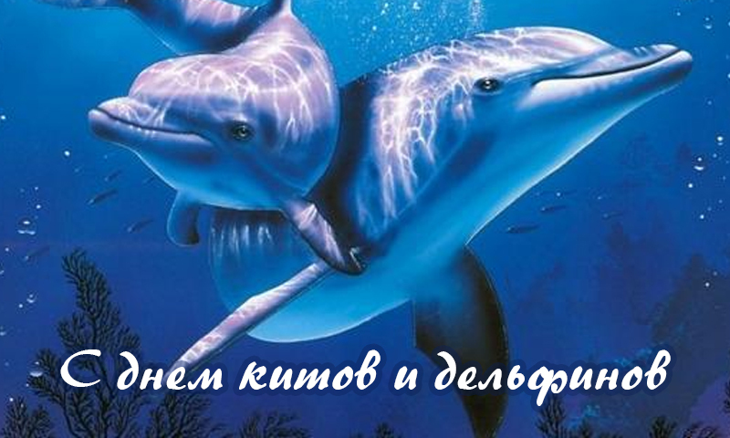Красивая открытка с надписью "С днём китов и дельфинов". Красивая открытка с надписью "С днём китов и дельфинов".
