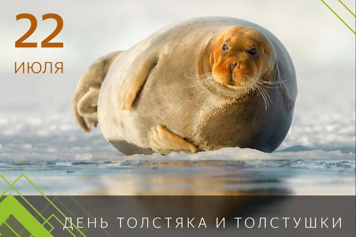 Смешная открытка с тюленем ко дню толстяков и толстушек 22 Июля.