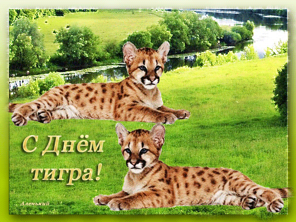 Прикольная блестящая гиф открытка с днём тигра.