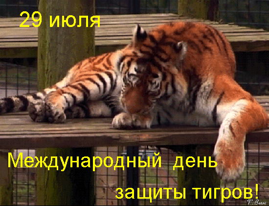 Прикольные гифки 29 Июля с международным днём защиты Тигров.