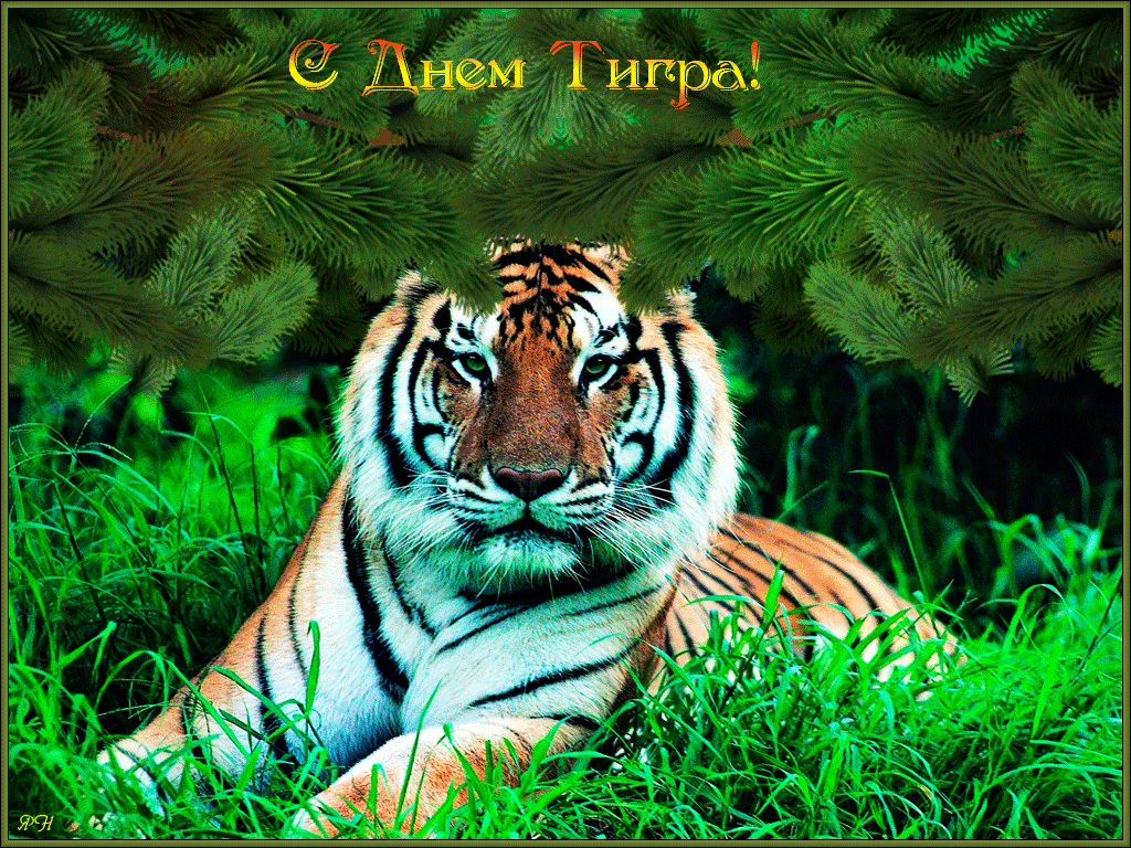 Мерцающая летняя gif картинка с днём тигра с животным на фоне леса и травы.