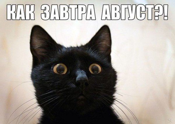 Прикольная открытка с чёрным котёнком "Как завтра Август?!".