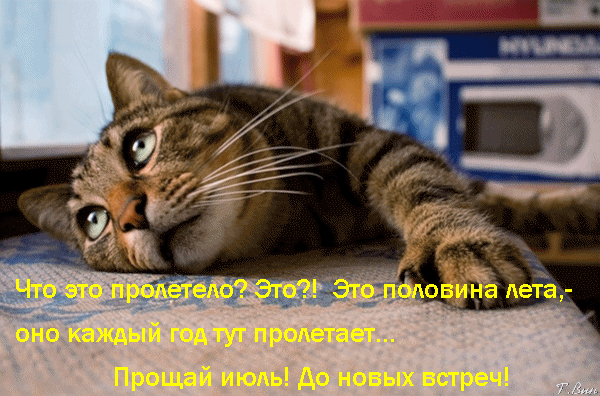 Смешная гиф открытка с котом прощай Июль, до новых встреч.