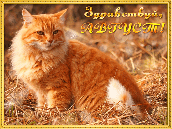 Прикольная гиф открытка здравствуй, август с огненно рыжим котом. Прикольная гиф открытка здравствуй, август с огненно рыжим котом.