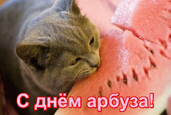 Угарные гифки с международным днём арбуза, с котом пожирающим сию ягоду. Угарные гифки с международным днём арбуза, с котом пожирающим сию ягоду.