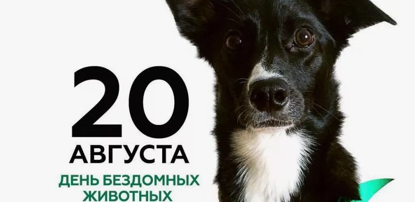 Всемирный день бездомных животных, позаботимся о них 20 августа. Всемирный день бездомных животных, позаботимся о них 20 августа.