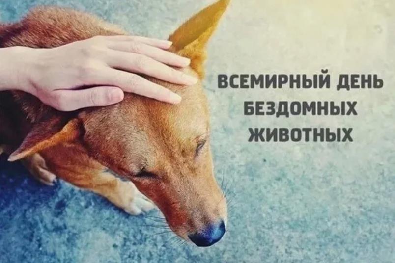 Всемирным днём бездомных животных бесплатные душевные открытки 2024. Всемирным днём бездомных животных бесплатные душевные открытки 2024.