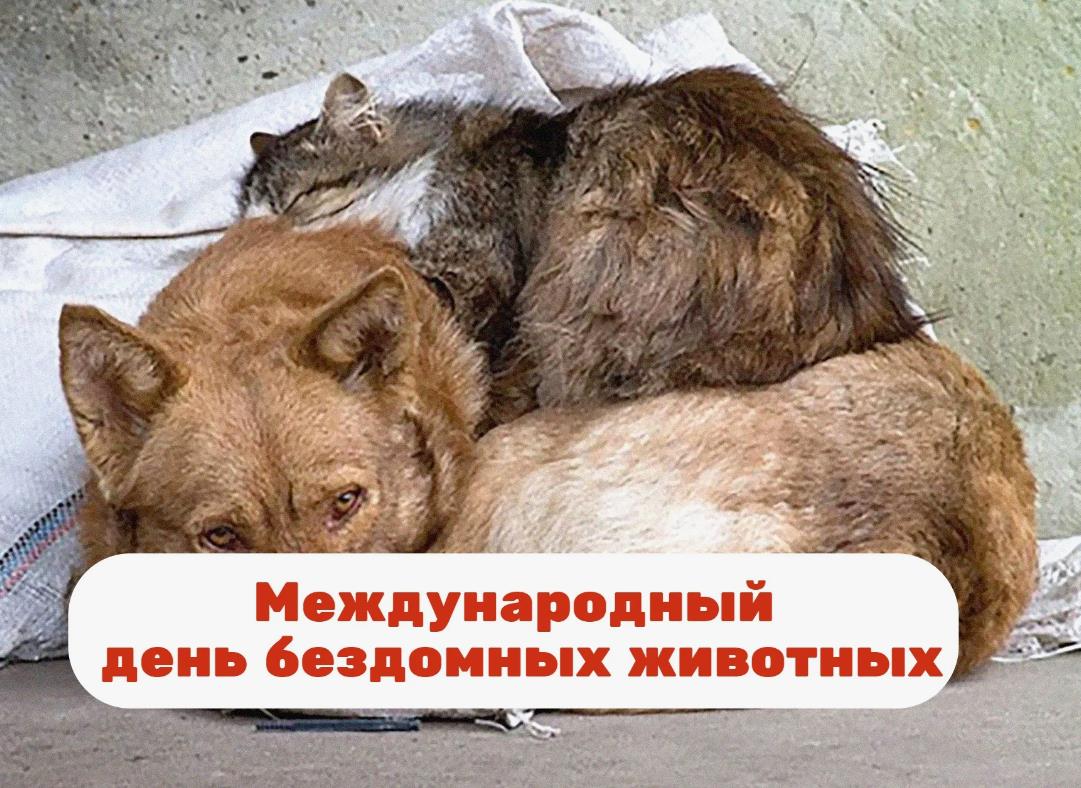 Душещипательные картинки со Всемирным днем бездомных животных. Душещипательные картинки со Всемирным днем бездомных животных.