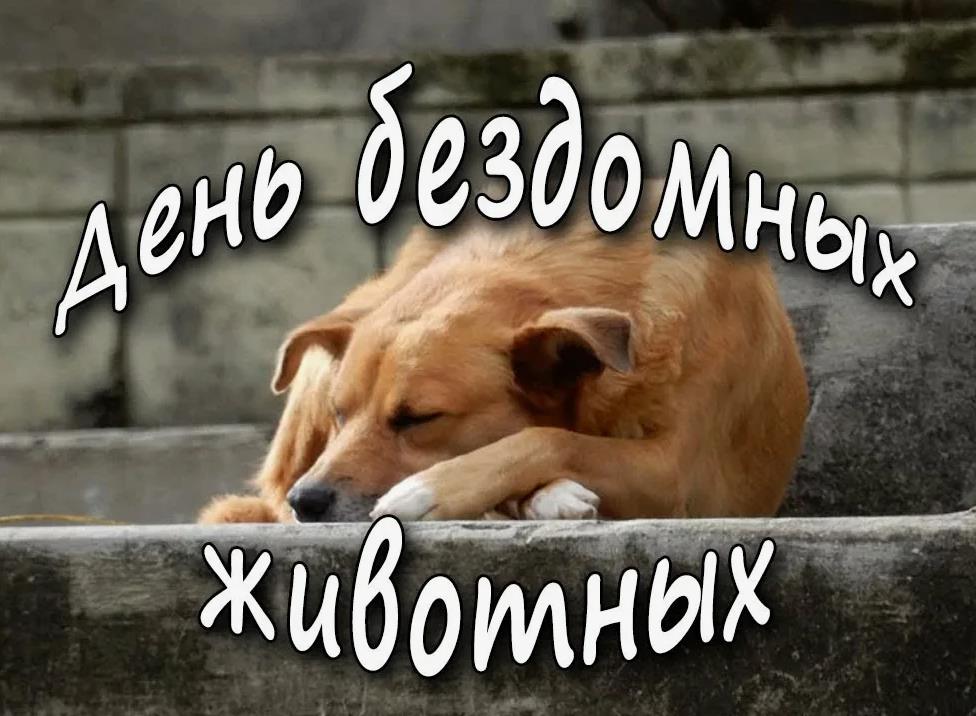 Сердечные открытки на день бездомных животных. Сердечные открытки на день бездомных животных.