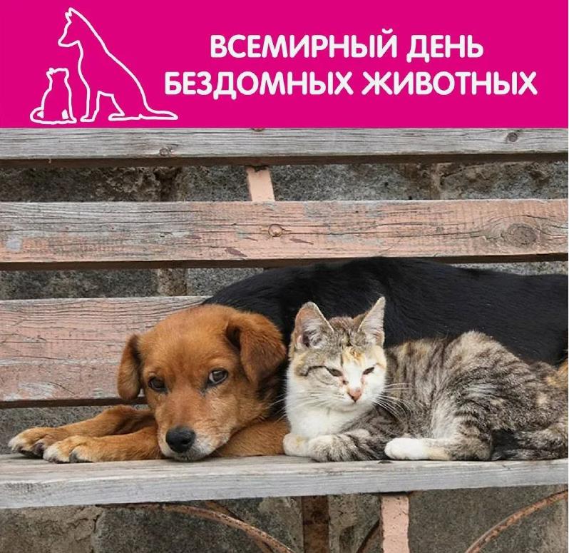 17 августа в 2024 году - Всемирный день бездомных животных. 17 августа в 2024 году - Всемирный день бездомных животных.