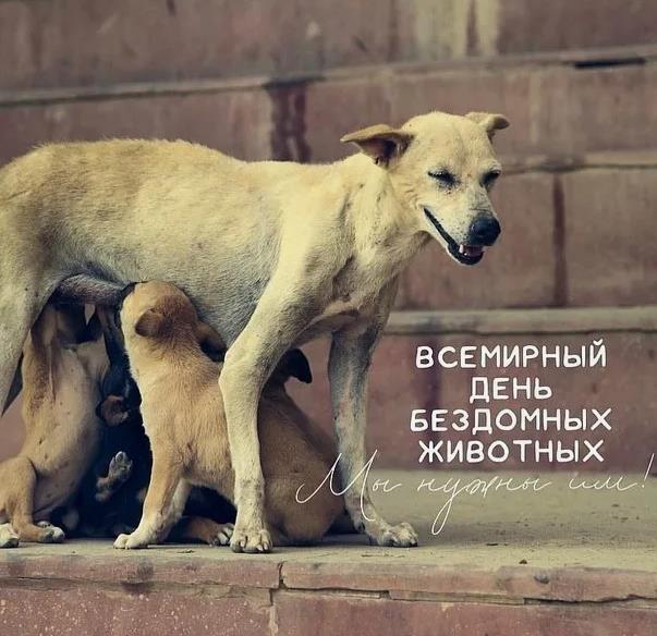 Трогательные до слёз картинки с собаками на всемирный день бездомных животных. Трогательные до слёз картинки с собаками на всемирный день бездомных животных.