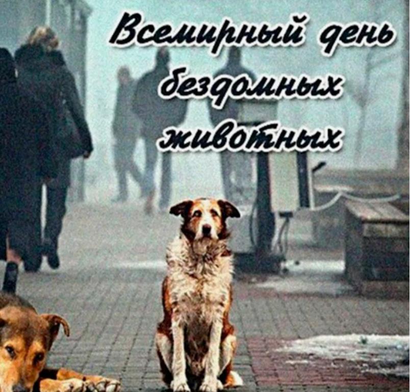 Интересная открытка с Всемирным днём бездомных животных. Интересная открытка с Всемирным днём бездомных животных.
