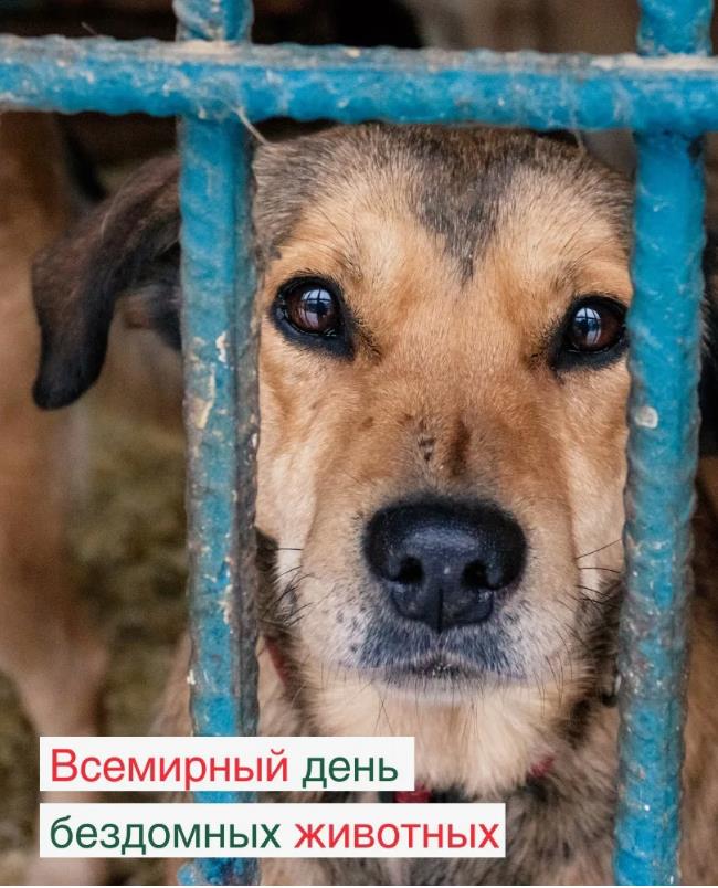 Слезливая картинка с собакой на всемирный день бездомных животных. Слезливая картинка с собакой на всемирный день бездомных животных.