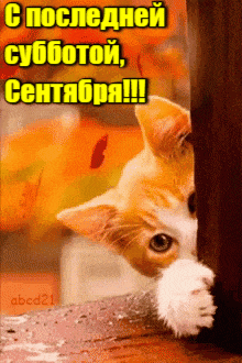 Прикольная гиф открытка с котом на последнюю субботу сентября. Прикольная гиф открытка с котом на последнюю субботу сентября.