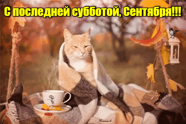 Прикольная и смешная гиф открытка с котом в пледе для поздравления с последней субботой Сентября. Прикольная и смешная гиф открытка с котом в пледе для поздравления с последней субботой Сентября.
