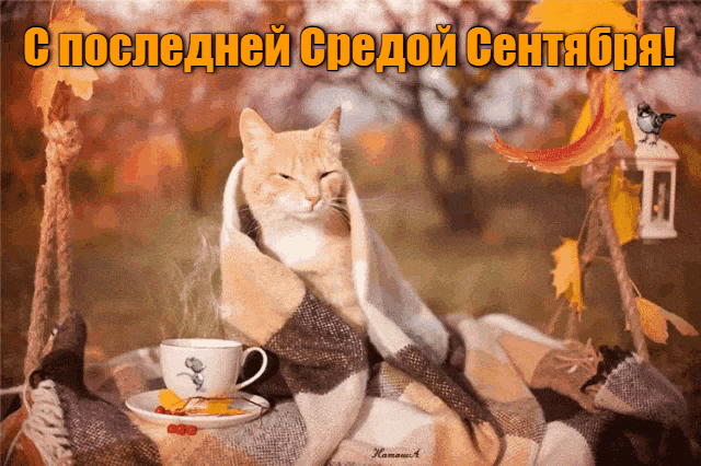 Прикольная осенняя гиф открытка с котом для поздравления с последней средой Сентября.