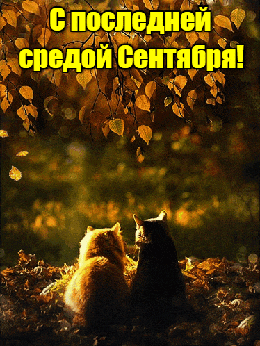 Романтическая гифка с котами для влюблённых в последнюю среду Сентября.