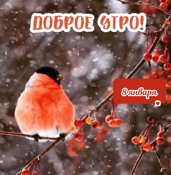 Прикольная открытка со снегирём и текстом "Доброе утро 8 Января!".