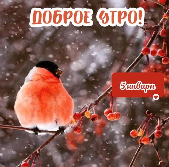 Зимняя картинка со снегирём для пожелания доброго утра 5 числа нового года. Зимняя картинка со снегирём для пожелания доброго утра 5 числа нового года.