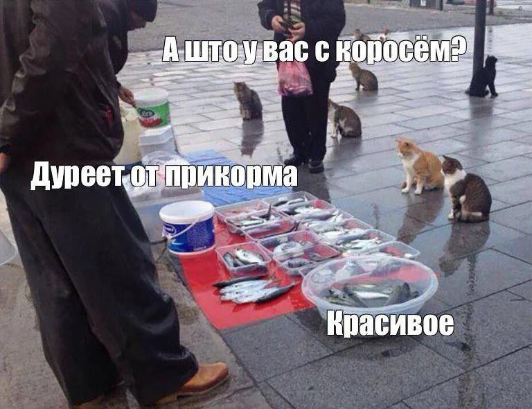 От какой прикормки дуреют коты - смешные картинки, мемы, демотиваторы. От какой прикормки дуреют коты - смешные картинки, мемы, демотиваторы.