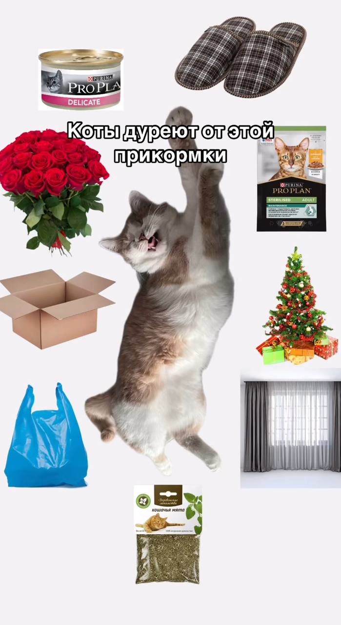 Смешные картинки, мемы коты дуреют от этой прикормки. Смешные картинки, мемы коты дуреют от этой прикормки.