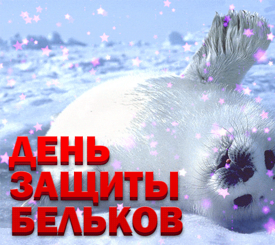 Смешная анимация в день защиты бельков. Смешная анимация в день защиты бельков.