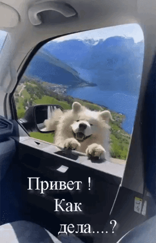 Смешная гифка с собакой "Привет! Как дела?". Смешная гифка с собакой "Привет! Как дела?".