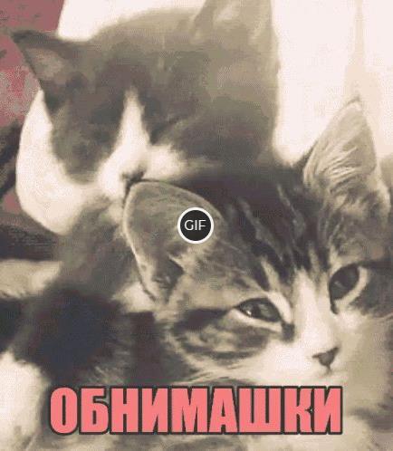 Гифки Коты обнимаются