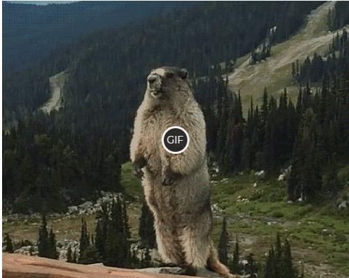 Смешные гифки с животными