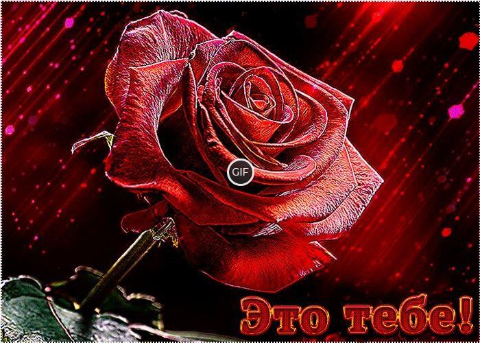 Гифки цветы розы букеты большие