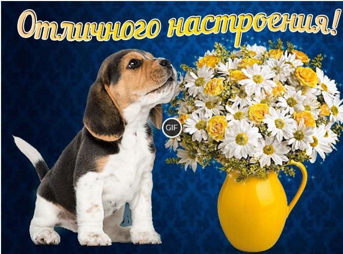 Картинки хорошего дня и отличного настроения