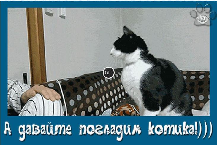 Гифки с котиками смешные