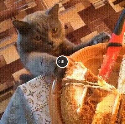 Гифка кот ест торт