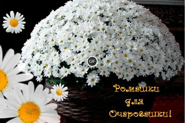 Гифка огромный букет ромашек