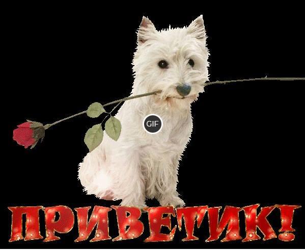 Гифки на все случаи жизни бесплатно