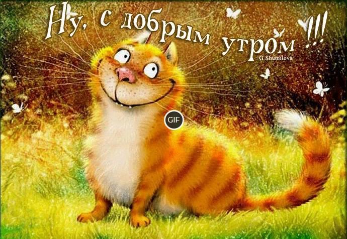 Гифки юмор позитив с добрым утром