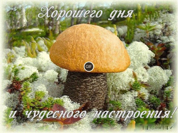 Хорошего дня гифки