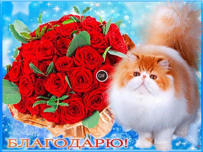 Гифка благодарю кот и розы