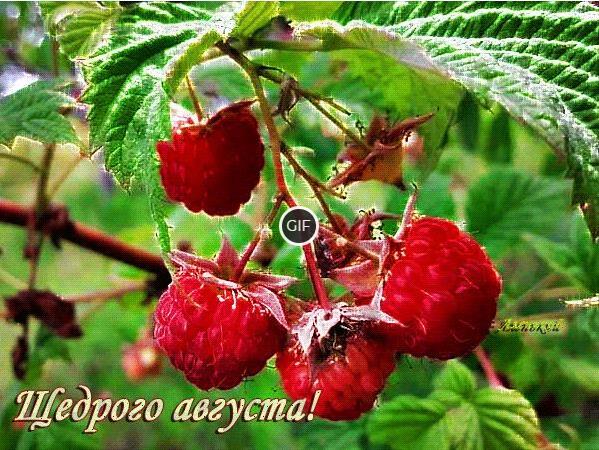 Гифка щедрого Августа