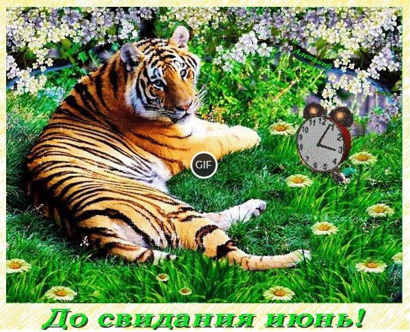 Гифка до свидания Июнь