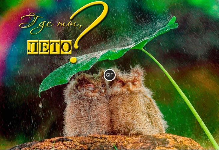 Гифка где же ты Лето ?