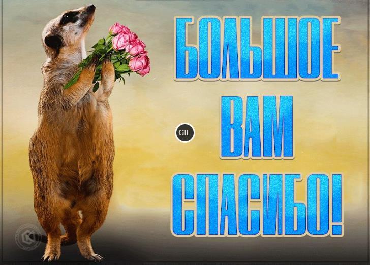 Красивая gif картинка большое вам спасибо