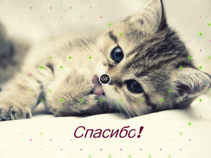 Gif картинка спасибо