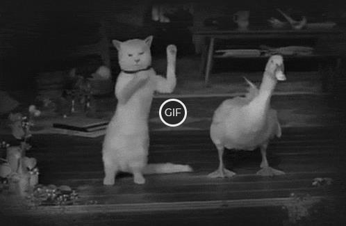 Смешные гифки танцующих котов (35 gif картинок)