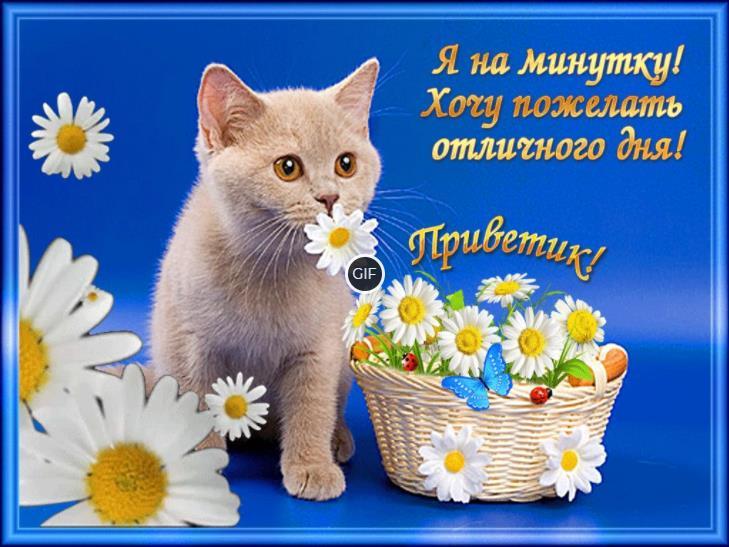 Гифки привет хорошего дня