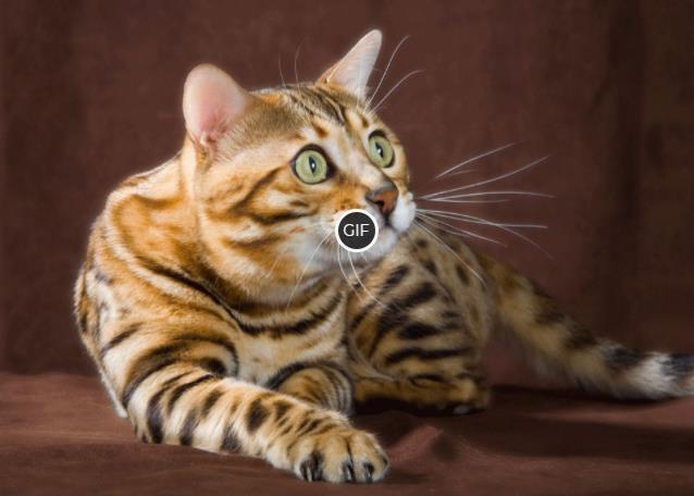 10 самых красивых кошек в мире